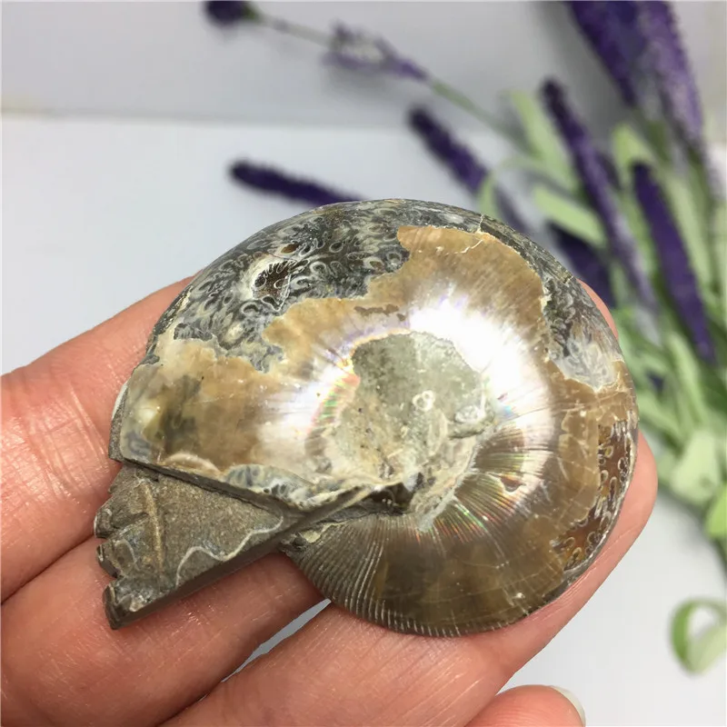 Natural color hand-carved skull Natural Fossil Skull Nautilus Fossil Home Decoration Collection