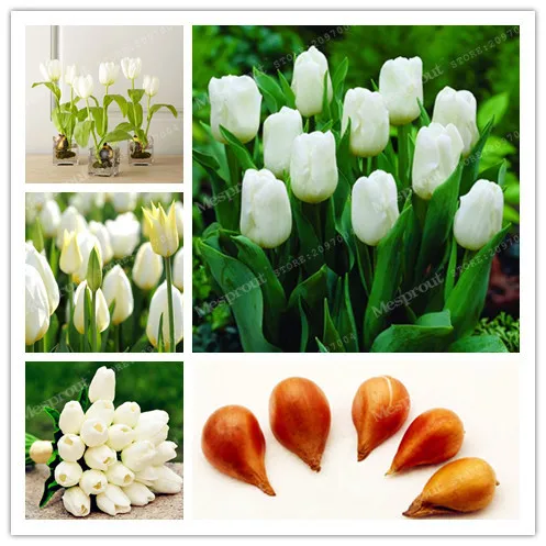 

5 Pcs White Tulip Bulbs Bulbous Root Flowers Balcony Potted Perennial Flowers It Is Bulb ( Tulip Bonsai) 100% Success Rate