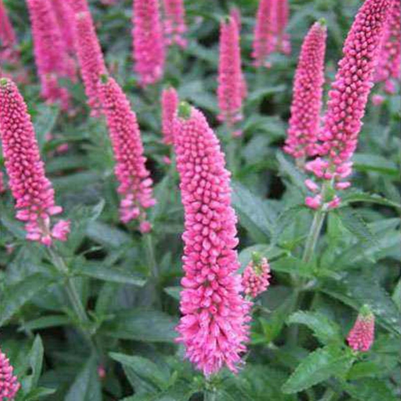 400 Mixed Speedwell Veronica Spicata Seeds Great Cut Flower