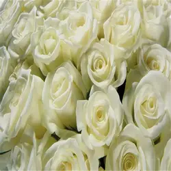 Настенная/цветы крупные росписи современный минималистский гостиная с белыми розами стереоскопического телевидение спальня диван обои
