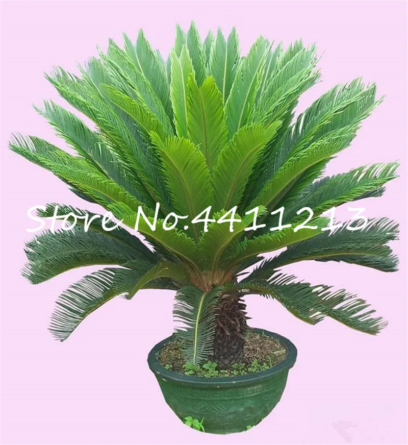 

New Arrival 10 pcs Cycas Tree, mini Sago Palm Tree bonsai flower, budding rate 97% rare room potted plant for home garden