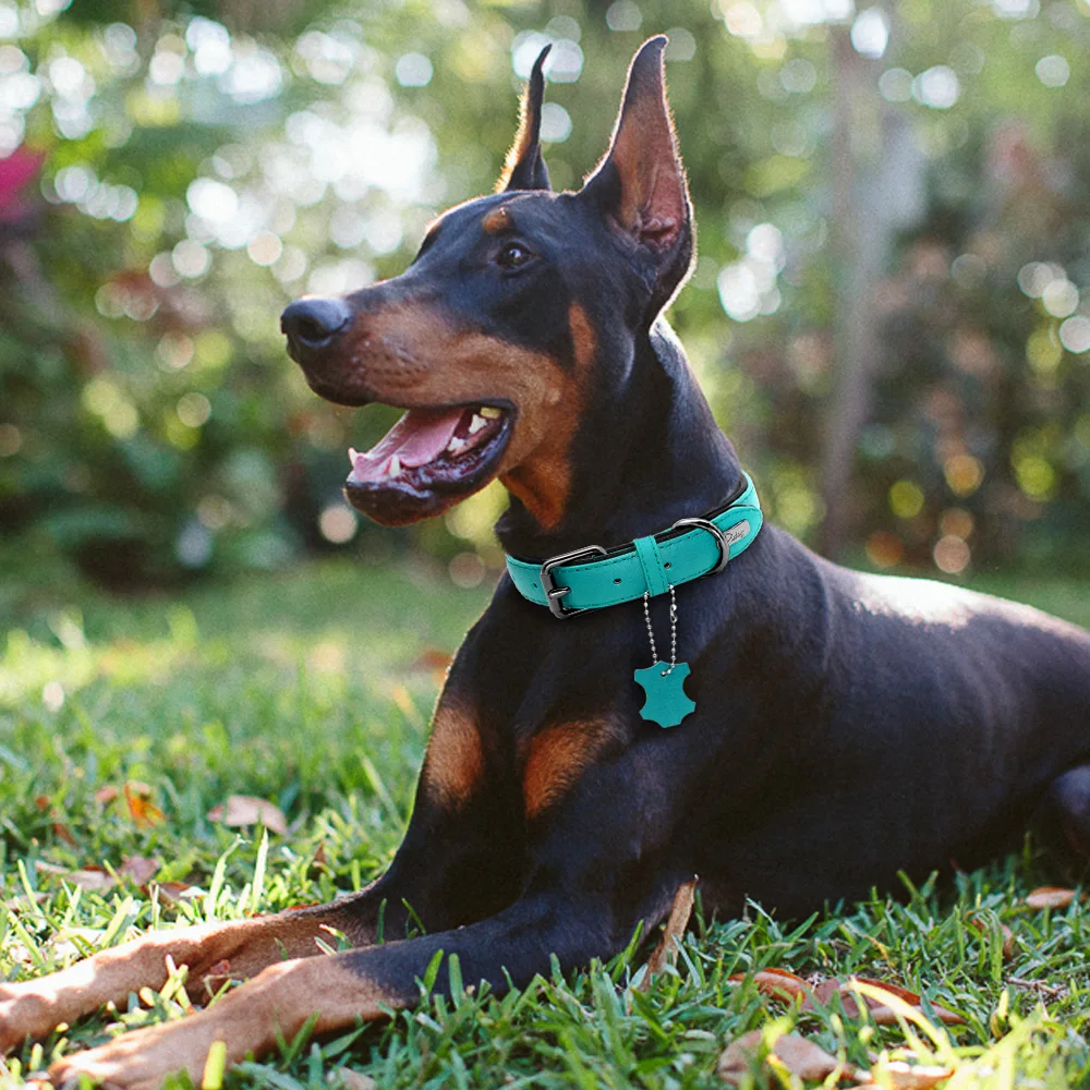 cães de médio e grande porte, cinto ajustável