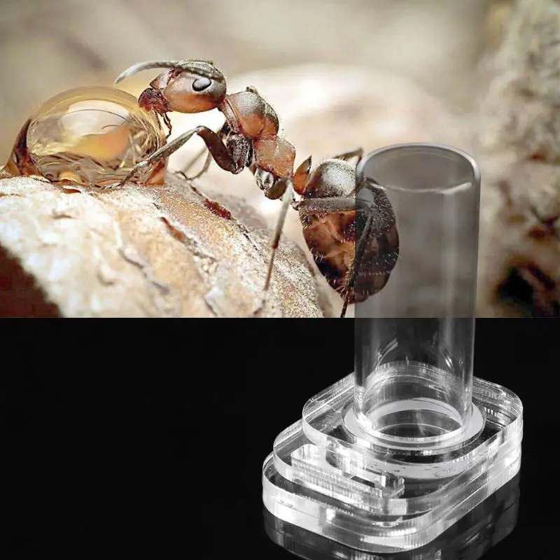 Top Quality Pet Ants Water Feeding Bowl Ant Farm Insect Nests Ant Villa