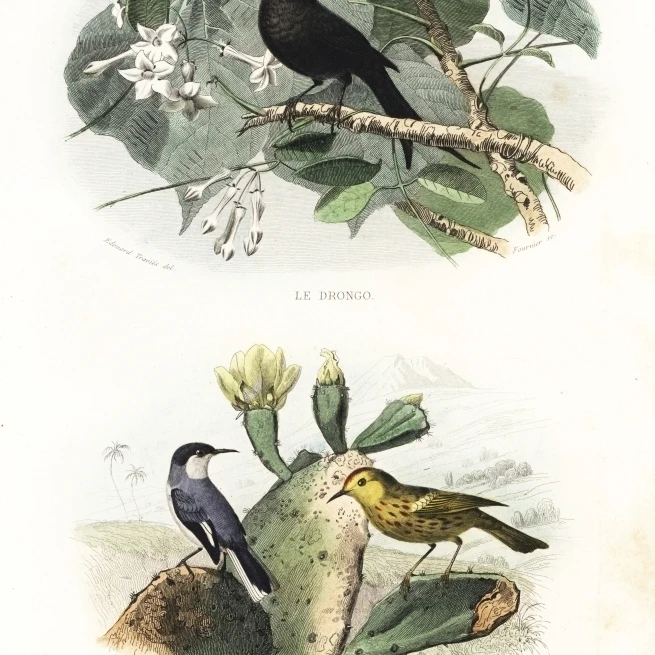 Crested Drongo And American Yellow Warbler Poster Print By <ALIMT >&reg;</ALIMT> Florilegius Mary Evans (18 X 24)