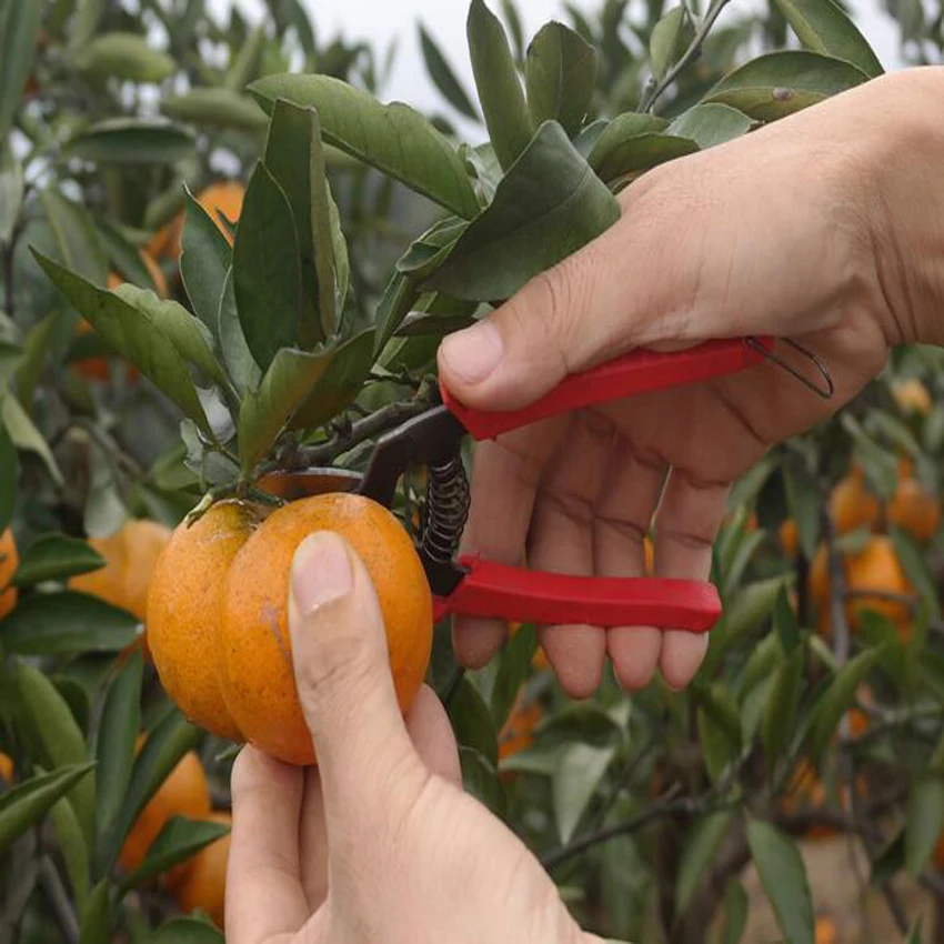 hoge kwaliteit oranje schaar kleine fruitboom snoeischaar fruitschaar - Tuingereedschap - Foto 3