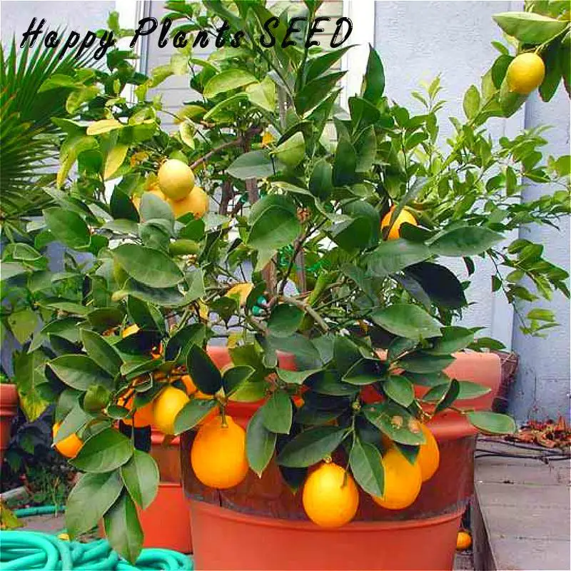 росток хурмы. хурма дома в горшке из косточки. хурма в горшке из косточки. хурма комнатное растение. лимонное дерево хурма дерево.