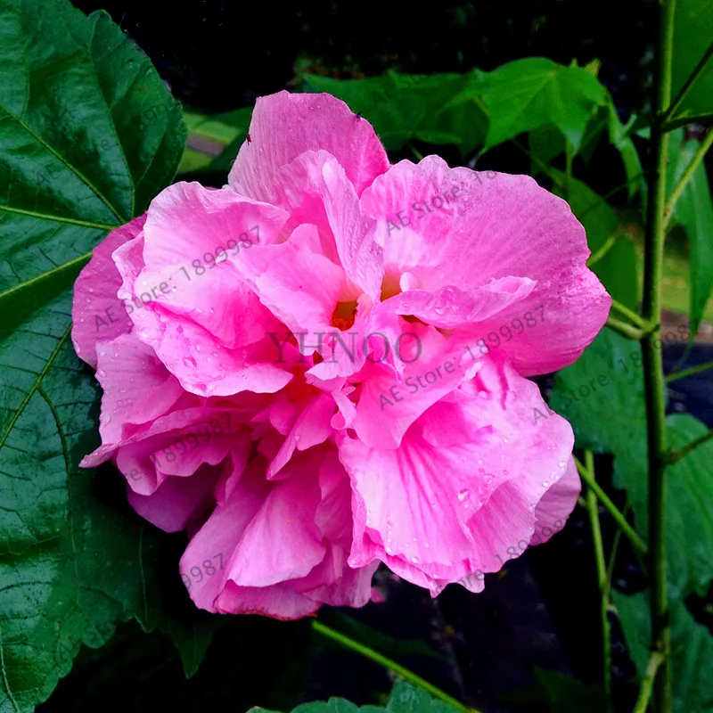 100 шт./пакет бонсай цветок гибискуса flores, комнатные Гибискус mutabilis, сад& Home многолетние с красивыми растениями цветком - Цвет: 11