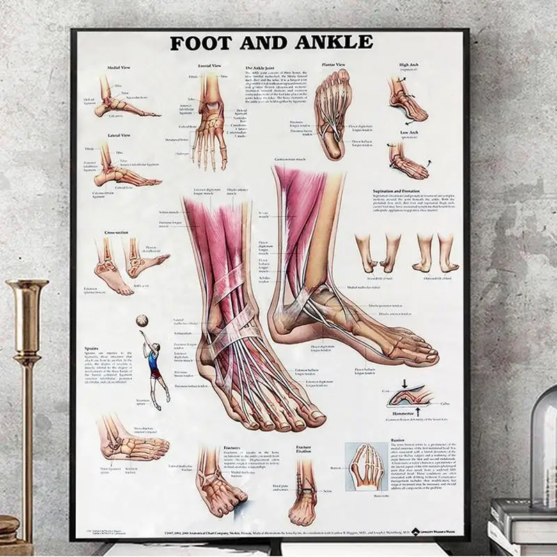 44 см * 33 Анатомия стопы и лодыжки плакат анатомическая диаграмма человека средства ухода за кожей образования для анатомический плакат