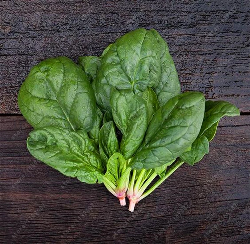 100pcs bag spinach seeds round leaf nutrition and health font b food b font seeds vegetables