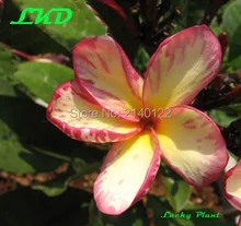 7 to15inch Rooted Plumeria Plant Thailand Rare Real Frangipani Plants no217-pongyong-1