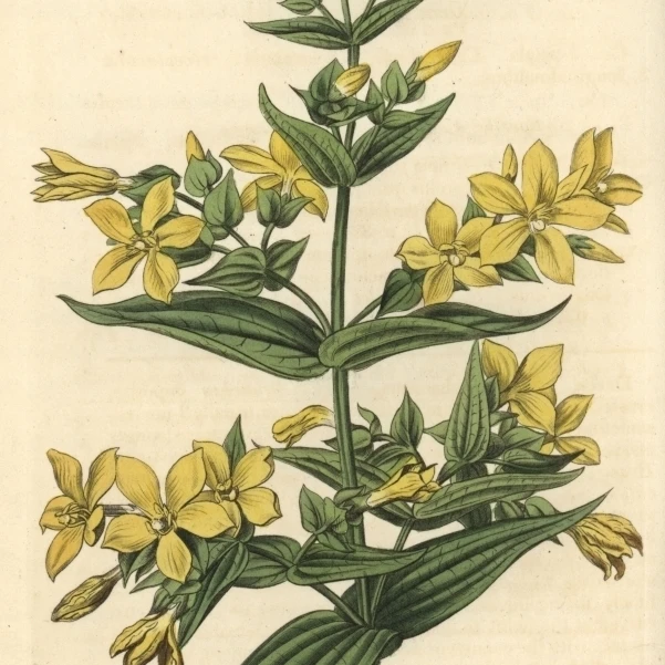 Clammy Gentian  Gentiana Viscosa Poster Print By <ALIMT >&reg;</ALIMT> Florilegius Mary Evans (18 X 24)