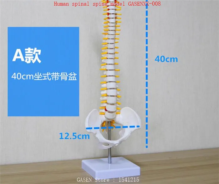 

skeleton Spine Bone model Femur color 1: 1 Orthopedic practice teaching Human spinal spine model GASENXX-008-A
