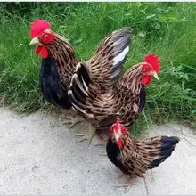 WYZHY творческий подарок моделирование перо животных Курица детские игрушки фильм реквизит размер 40 см 30 см 20 см