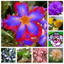 2 pcs/bag 24 colors real desert rose seeds, Adenium seeds bonsai Succulent Ornamental flowers Plant for Garden & Balcony