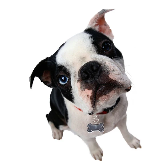 Цельнокроеное платье собака id тегов кость Форма Pet Подвеска Симпатичные Металл собак Pet Tag Лидер продаж