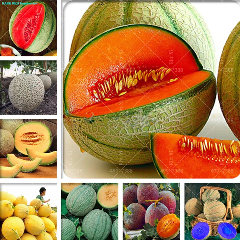 

50 pcs Super Big Sweet Honey-dew Melon plants Hami Melon Fruit plants Heirloom Succulent Plants Cantaloupe bonsai For Garden