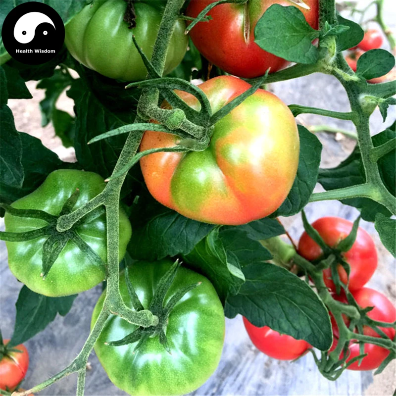 Buy Buy Tomatoes Vegetable Semente 200pcs Plant