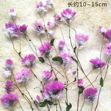 10 шт./лот с веткой консервированный цветок сухоцветы для Diy прессованный цветок Ремесло карта Закладка