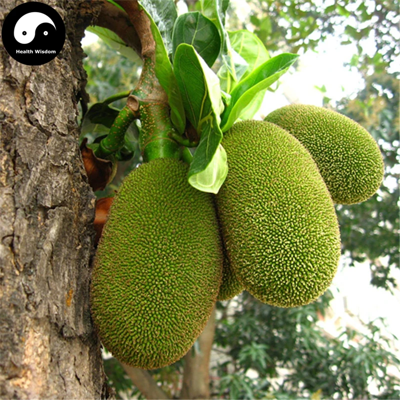 Buy Jackfruit Tree Semente 12pcs Plant Pineapple Tree For Sweet Fruit Jackfruit-in Plant Markers ...