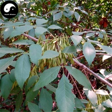 Купить Fraxinus Chinensis Tree Semente 120 шт ясень растений для Fraxinus Bay La