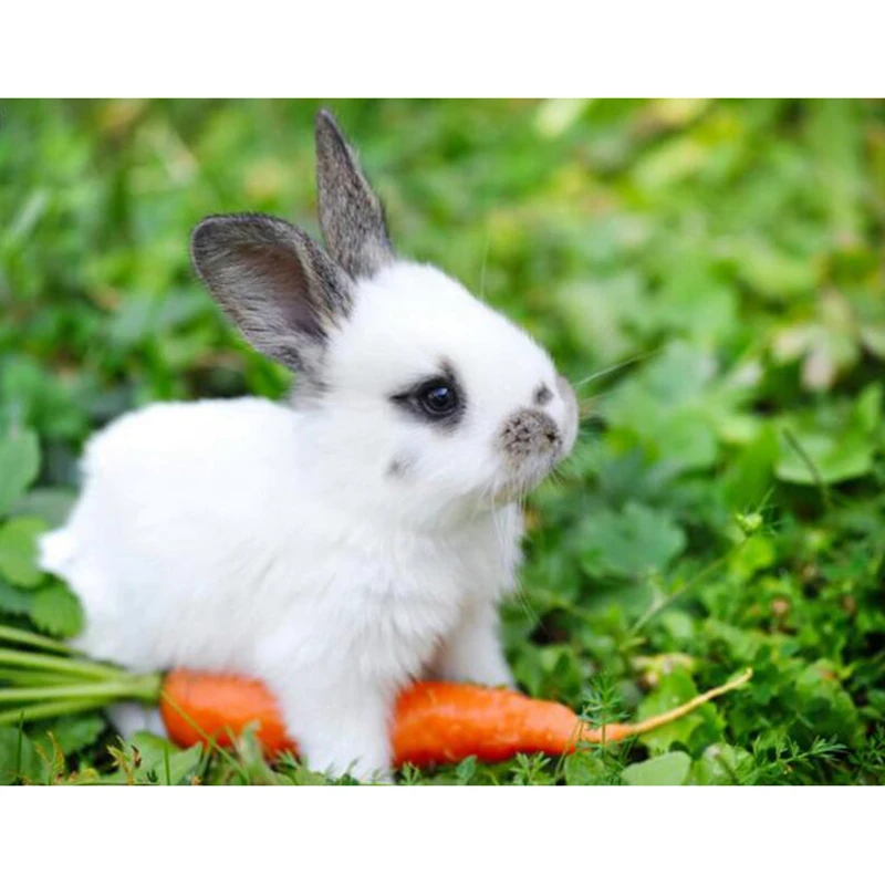 

new Rabbit Diamond Painting Diy Craft Needlework Mosaic Cross Stitch Beads Picture of Rhinestones Carrot Diamond Drawing