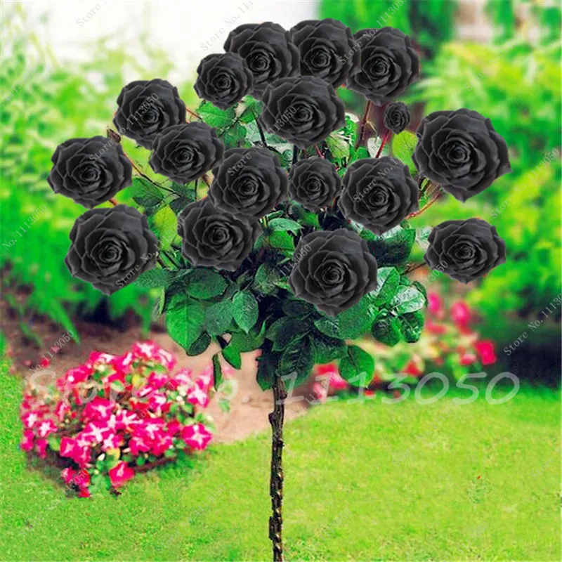 Buy 50 Pcs Black Rose Seeds Free Shipping