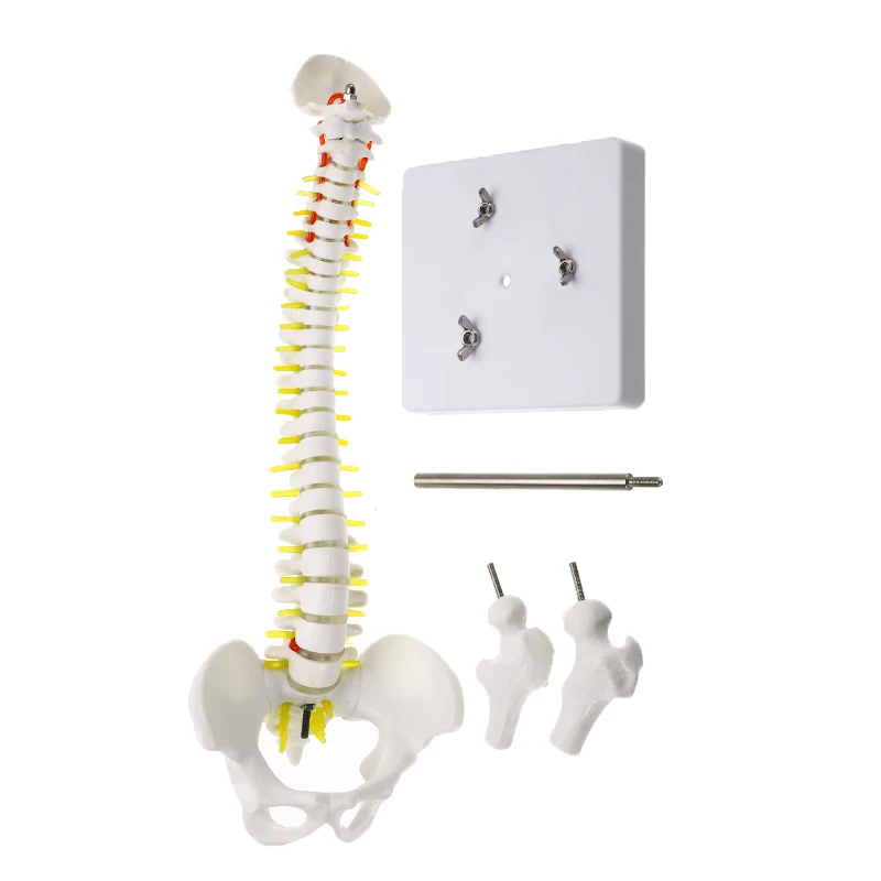 

45CM Human Spine with Pelvic Model Human Anatomical Anatomy Spine Medical Model Spinal Column Model+Stand