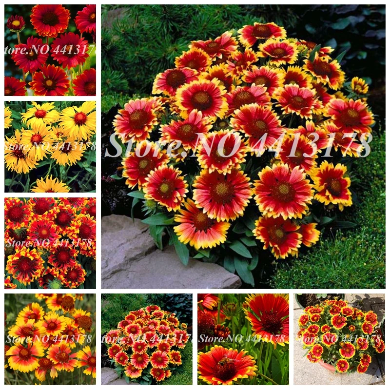 

100 pcs Chrysanthemum Bonsai Gaillardia Pulchella bonsais Rare Beauty Flowers Home Garden Plant Special Color Flower Flores