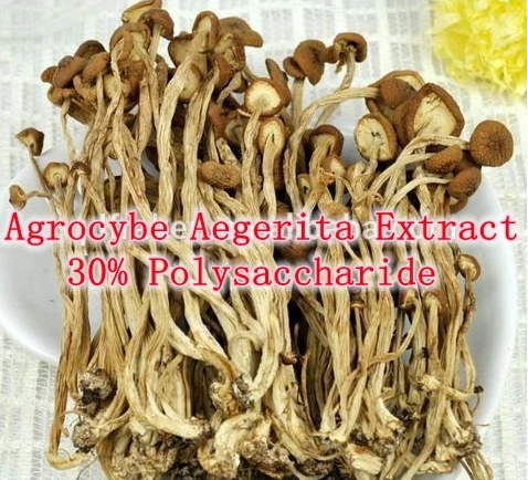

Agrocybe Aegerita (Tea tree mushroom) Extract 30% Polysaccharide 500mg x 300caps powerful Anti-aging, anti-oxidant