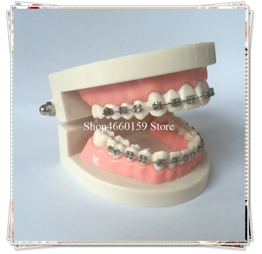 

Orthodontic tooth model for dentist/Adult tooth brushing instruction model with bracket and elastic tie
