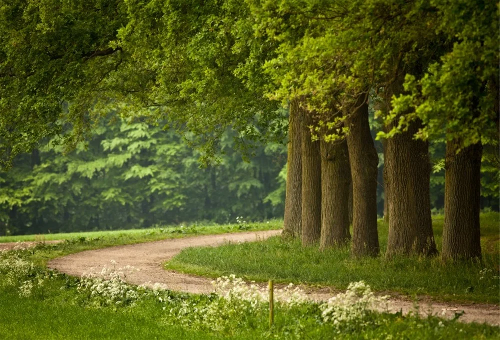 

Laeacco Spring Green Trees Flowers Grass Road Natural Scenic Photography Backgrounds Photographic Backdrops For Photo Studio