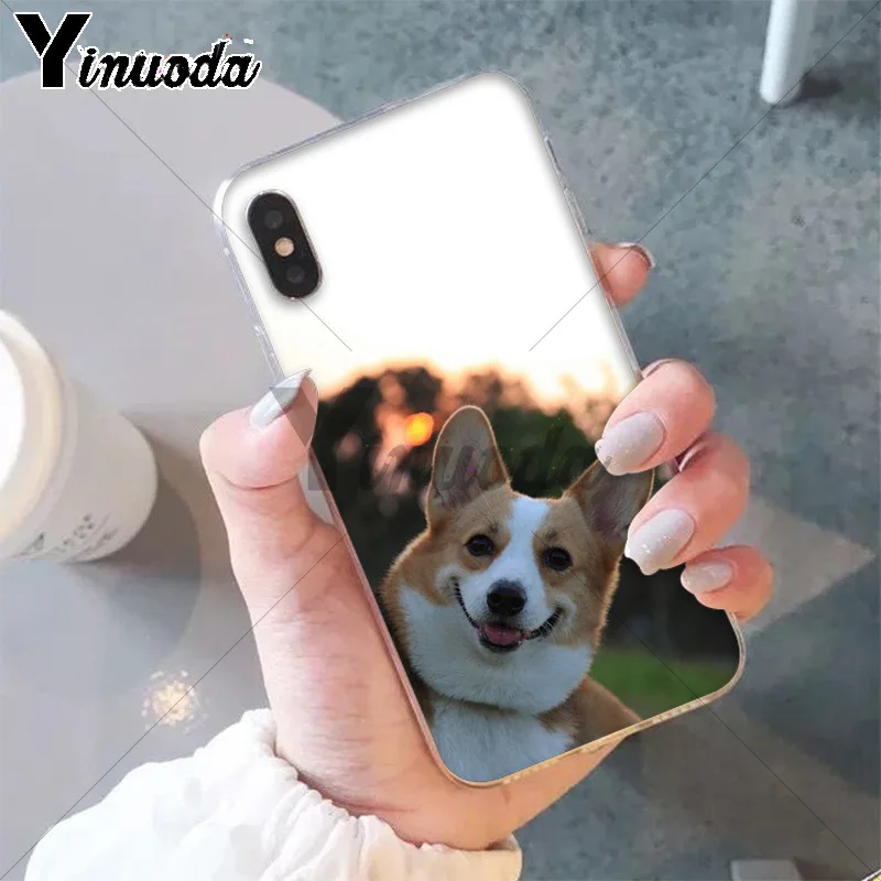 Best friend animal corgi