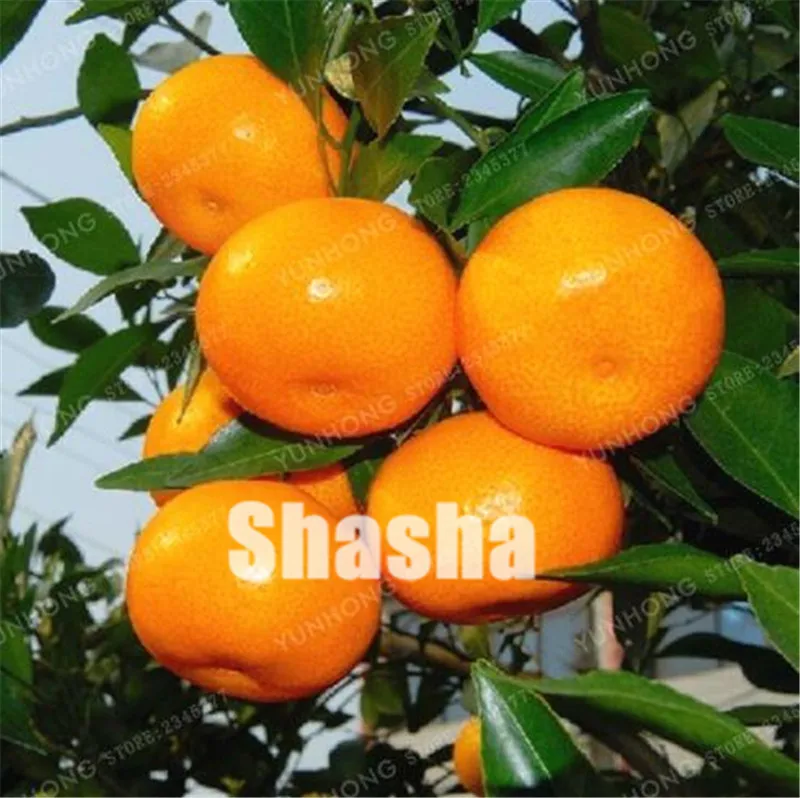50 Pcs Citrus Reticulata Orange plant Dwarf Bonsai Mandarin Orange plant Edible Sweet Citrus Fruit Tree For Home Garden