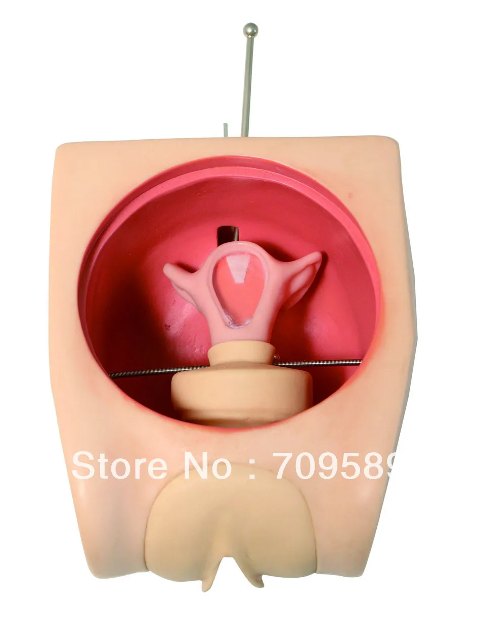 

ISO Advanced Birth Control Model, Family Planning Education model, Contraception Simulator, IUD Model