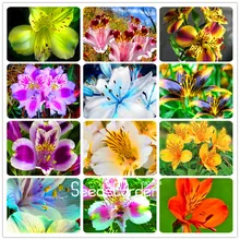 Best-Selling! 100 Seeds/Lot Peruvian lily seeds home garden flowers bonsai potted