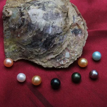 

Akoya Oyster with Round Pearls 6-7/7-8MM Single Vibrant Rainbow Pearls in Saltwater Oyster 10pcs Vacuum Packed Wish Pearls PW005