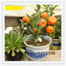 free ship 50 seeds Balcony Patio Potted Fruit Trees Planted Seeds Kumquat Seeds Orange Seeds Tangerine Citrus