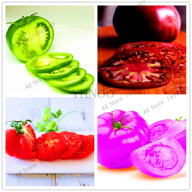 

102 Pcs/pack- Greek tomatoes Bonsai heirloom sweet gardening Plantas plants vegetable floresling for home garden planting.