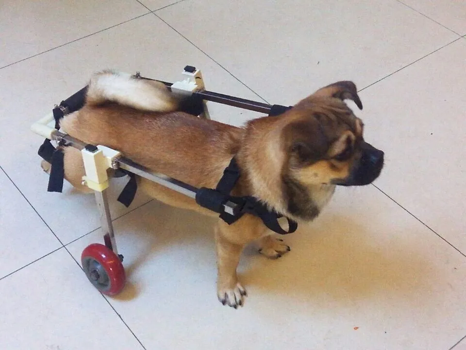 Инвалидная коляска для собак на задние лапы своими руками чертежи