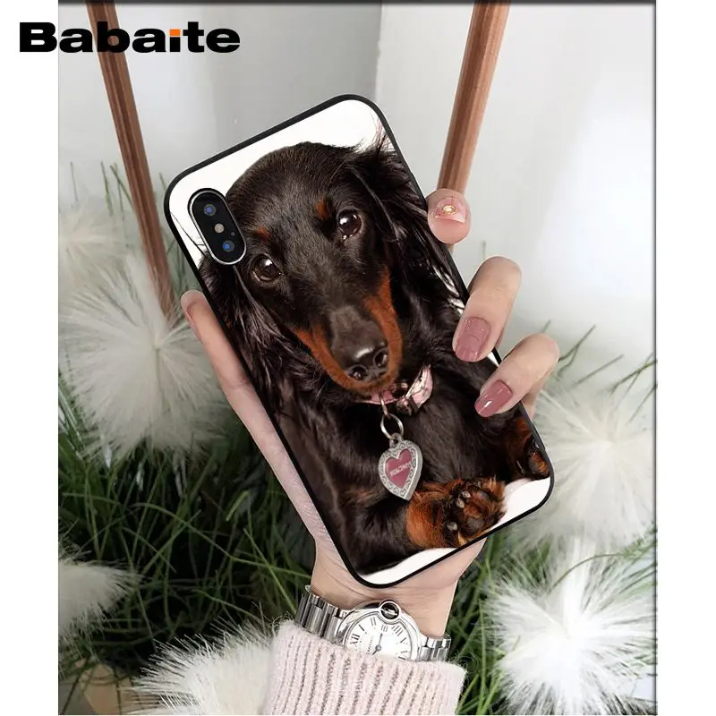 Dachshund dog