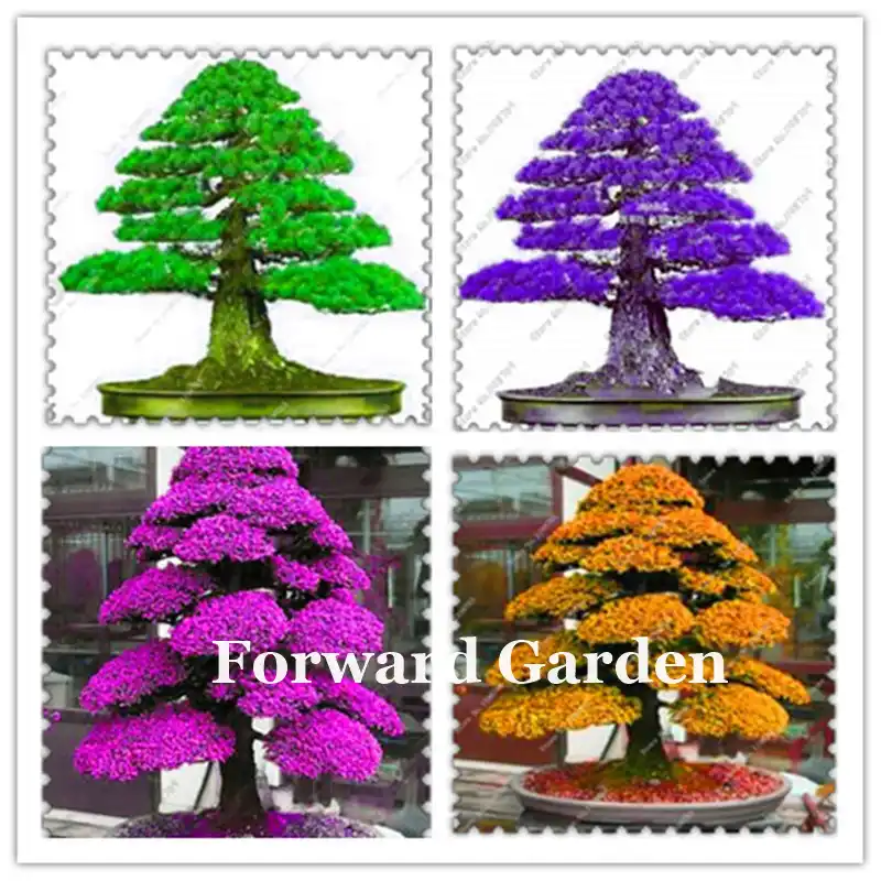 100 Pcs Rare Tree Bonsais Bonsai Plant Japanese Cedar Spruce Tree Easy To Plant Home Garden Decoration Miniascape Potted Plant - 