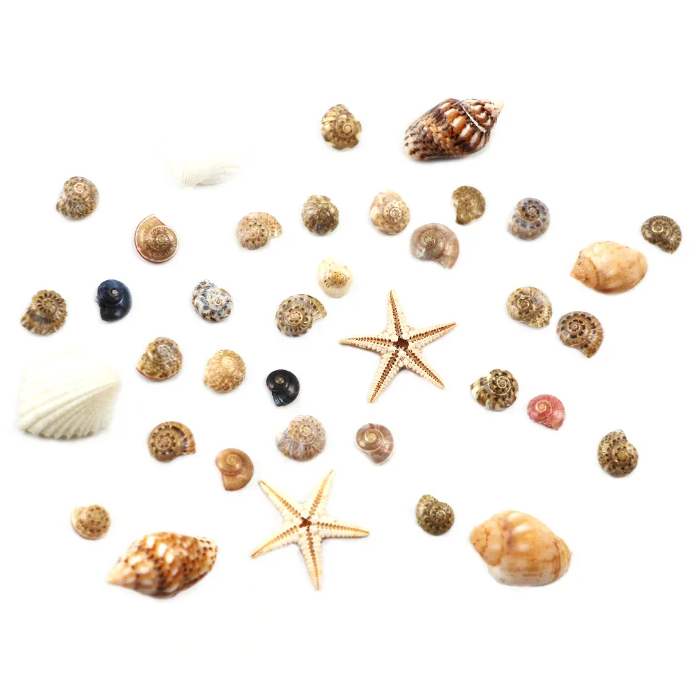

1Box 3D Sea Shell Starfish Conch Mixed Nail Art Decoration Tools Nail Tips Stickers Accessories Charms Nail Supplies QJ02107