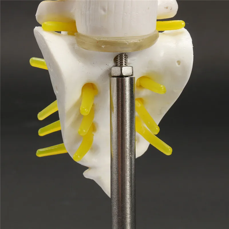 15 см мини человеческая поясница позвонка сакрум Coccyx анатомическая модель анатомический медицинский позвоночник модель школы обучающий инструмент