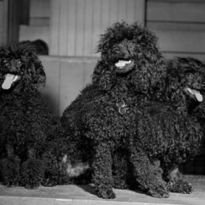Three black French poodles Poster Print (24 x 36)