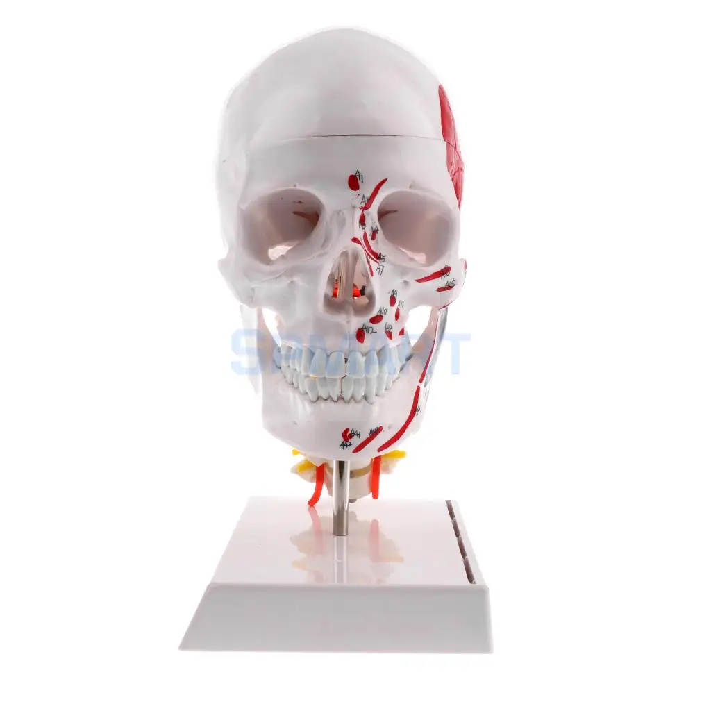 

1:1 Human Head Skull with Cervical Vertebra Medical Skeleton Model Kits Lab Supplies Learning Resources