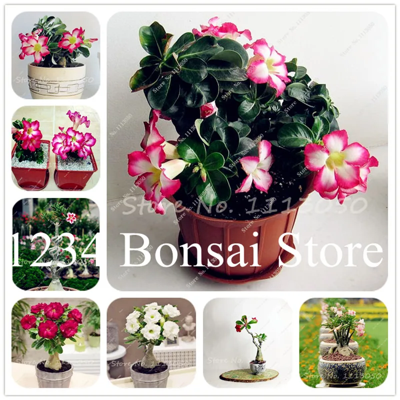 

Hot Sale 2 pcs Mini Desert rose rare flower indoor bonsai Purifying Air Adenium Obesum garden flowers The Germination Rate 95%