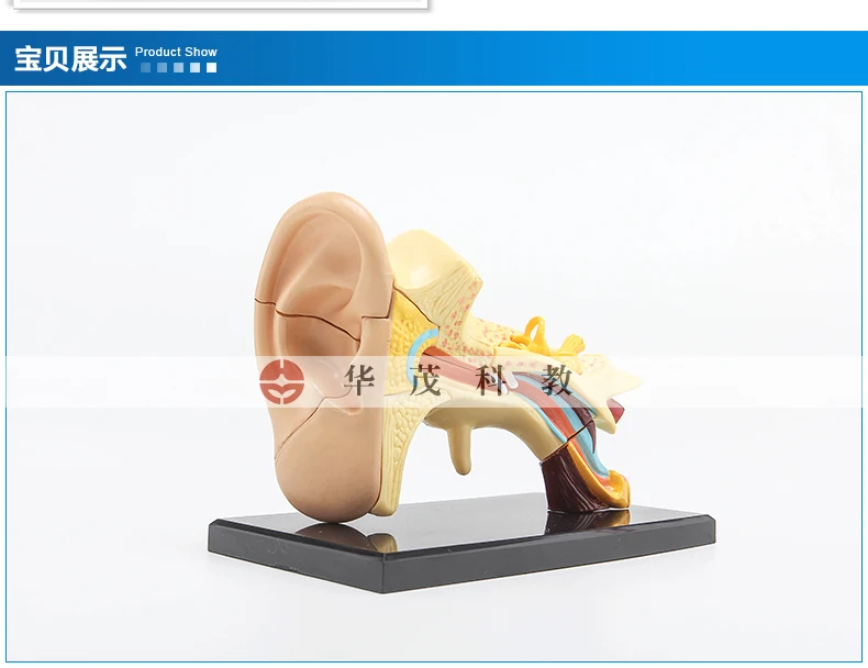 

14 parts ear structure anatomic model auricle model detachable assembly