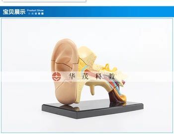 

14 parts ear structure anatomic model auricle model detachable assembly