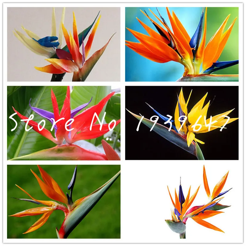 

Hot Sell 100 pcs Strelitzia Reginae Bonsai Indoor Potted Plant Flowers Bird of Paradise Bonsai Easy To Grow Flowers Bonsai