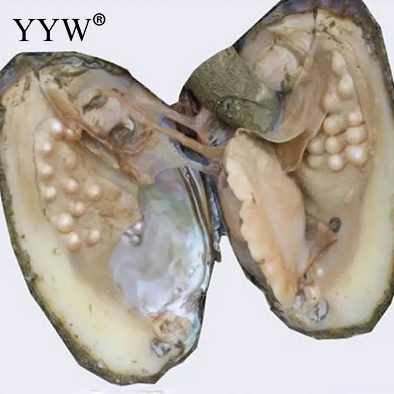 1 шт вакуумная упаковка устрицы пожелание пресноводная культивированная любовь желание жемчуг Устрица подарок сюрприз 6-7 мм одна жемчужина Устрица с около 18 жемчужин